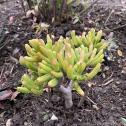 Gollum Ogre Ears' / 'Gollum' Jade (Crassula Ovata) Succulent Garden Small Houseplant Fits 4” Pot, Rooted Plant
