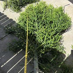 Huge Pencil Cactus / Stick Plants Plus Free Clippings