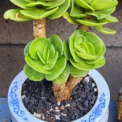 Bonsai Succulent Plants Pick Up In Upland 