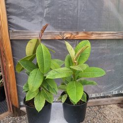 Moonshine Rubber Plants 8" Pot $15 Each