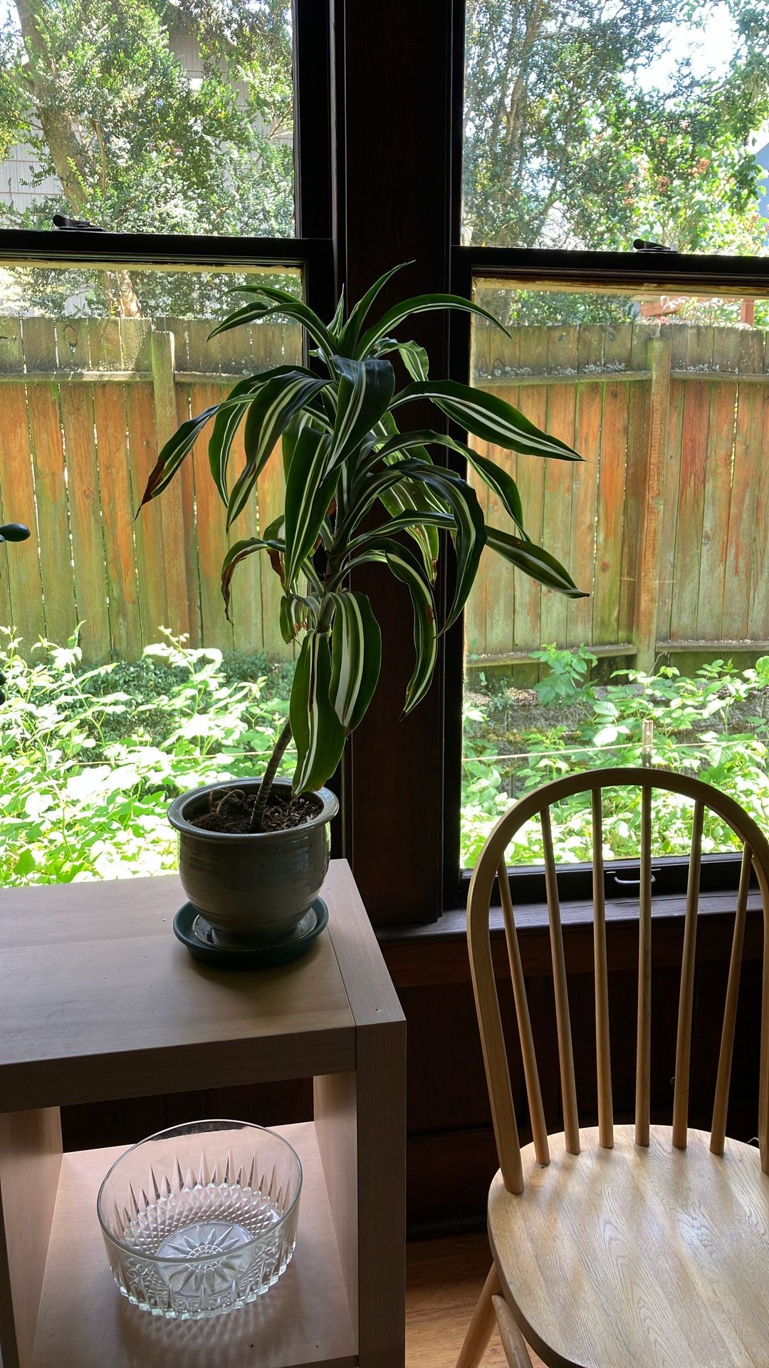 Dracaena In Ceramic Pot