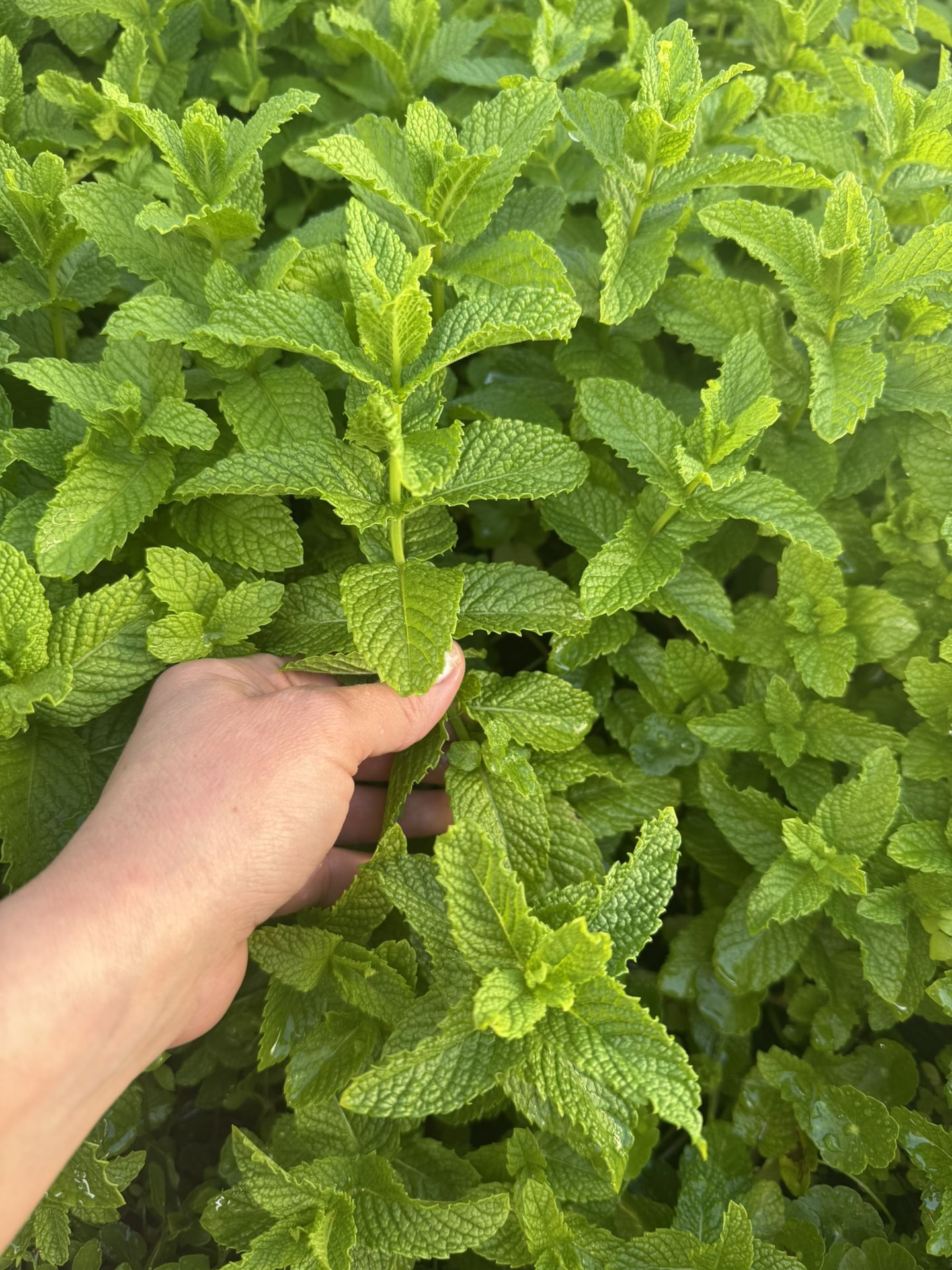 Fresh Cut Mint Leaves