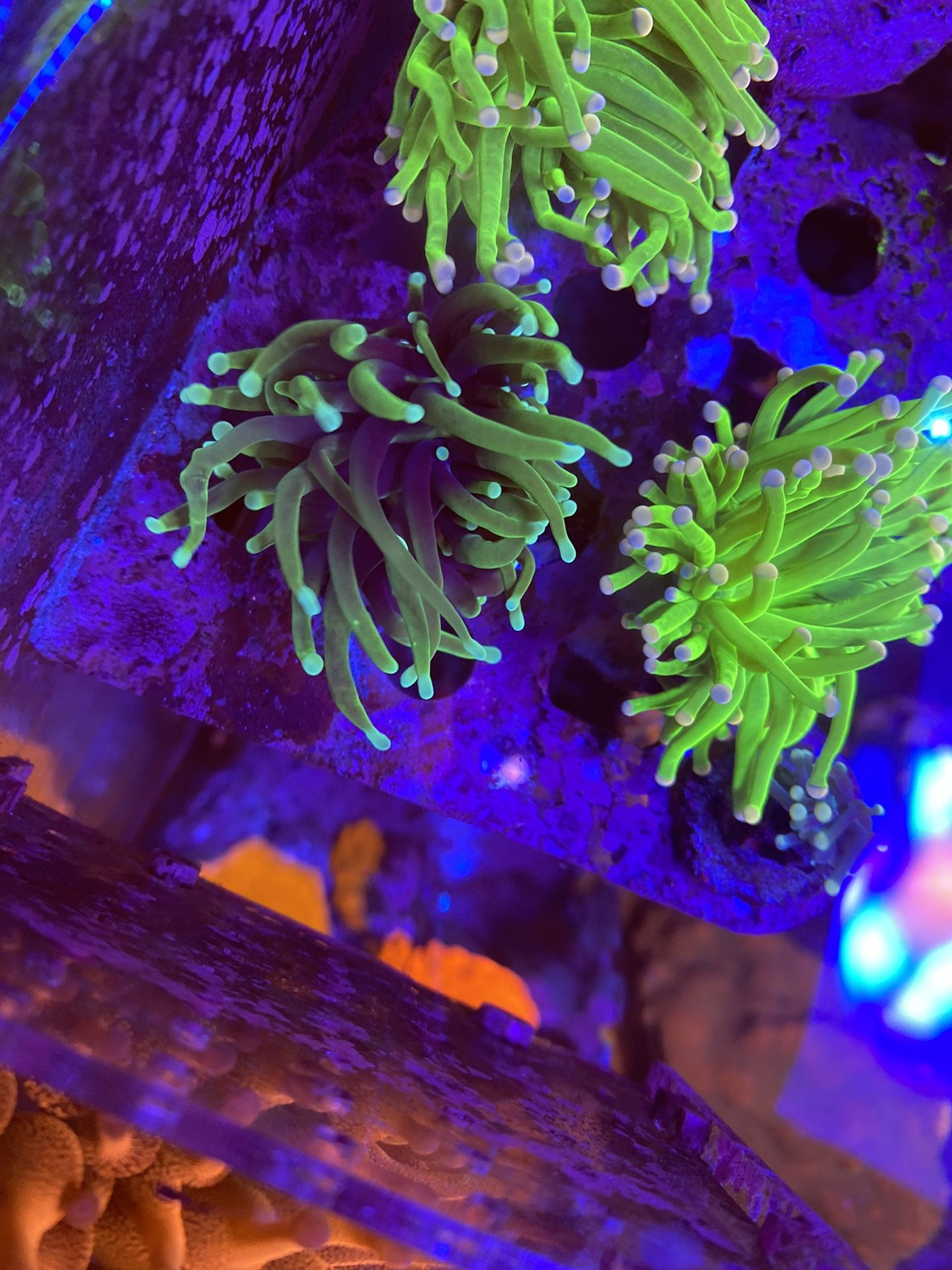 Grim Reaper Torch Coral for Sale in Fort Lauderdale, FL OfferUp