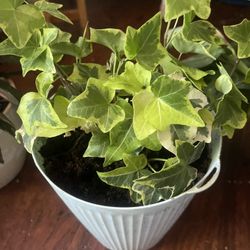Plant $10 For Room