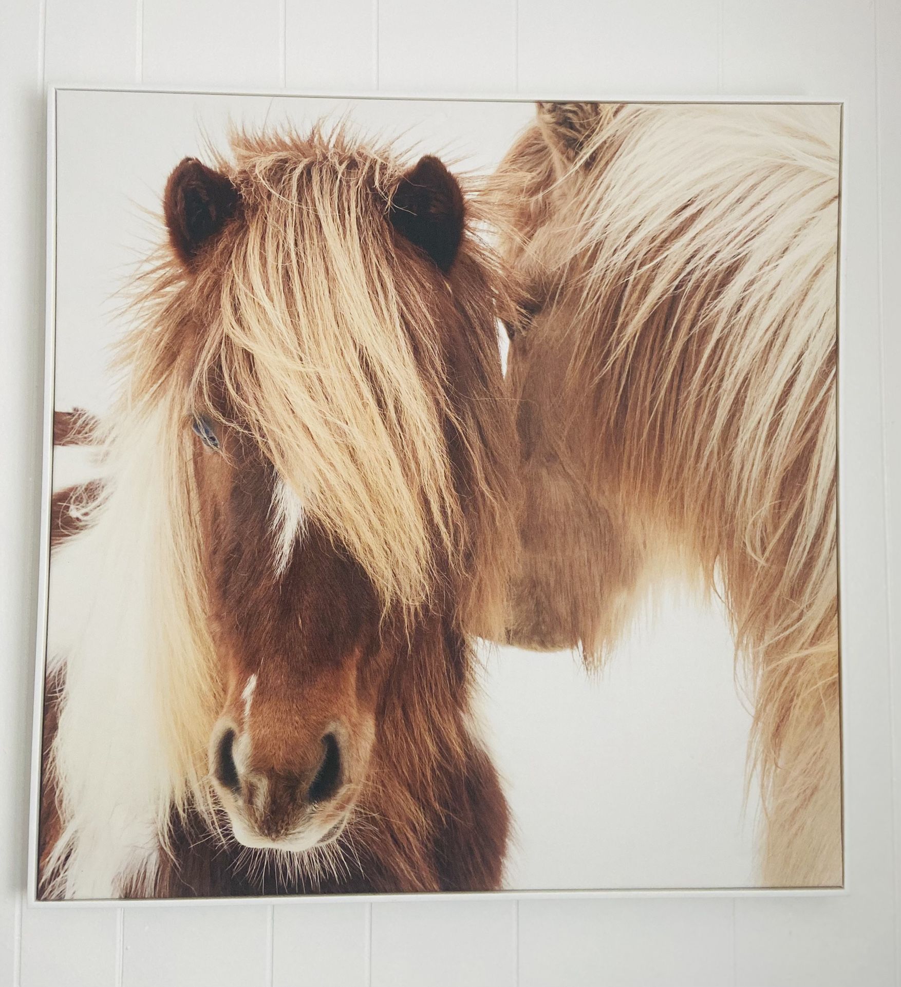 Wall Art.     Icelandic Horses 