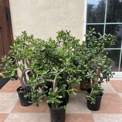 JADE PLANT
