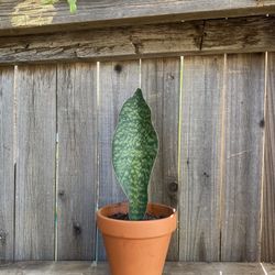 Whale Fin Sansaveria Plant