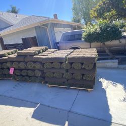 Fresh Sod And Sprinklers 