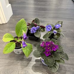Indoor Plants Blooming Gloxinia African Violets 