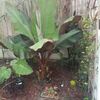 Jgarden