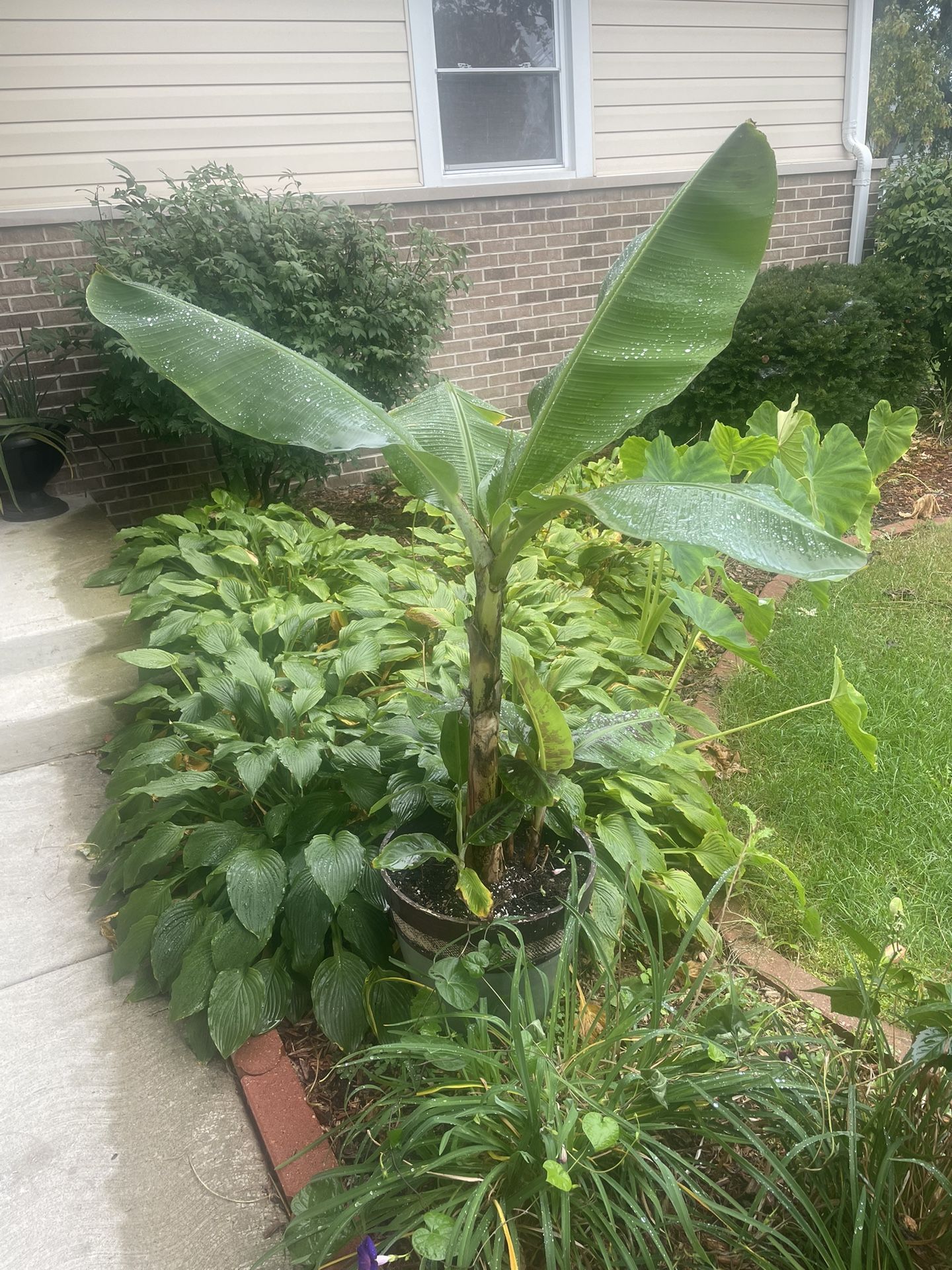 Banana Plant