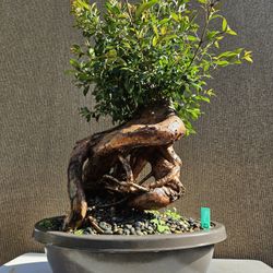 Old Australian Brush Cherry  Bonsai Tree  ( Eugenia myrtifolia Bonsai Tree  ) 