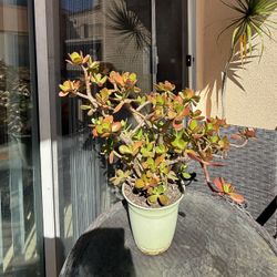 Jade Plant