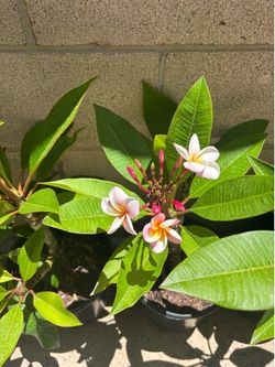 Plumeria pots
