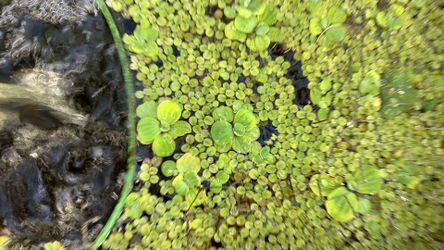 Pond or aquarium floating plants