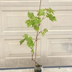 Red Seedless Grape Plant 