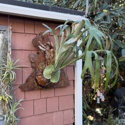 Unique Burl Wood With Perfect Upright Staghorn Fern