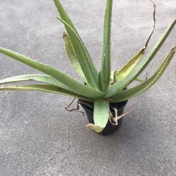 Aloe Vera Plant
