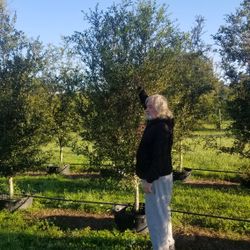 Oak Trees Delivered And Planted