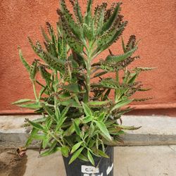 Kalanchoe Mother Of Thousand Plant Medesinal