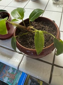 Pothos Plant in Glazed Ceramic Pot
