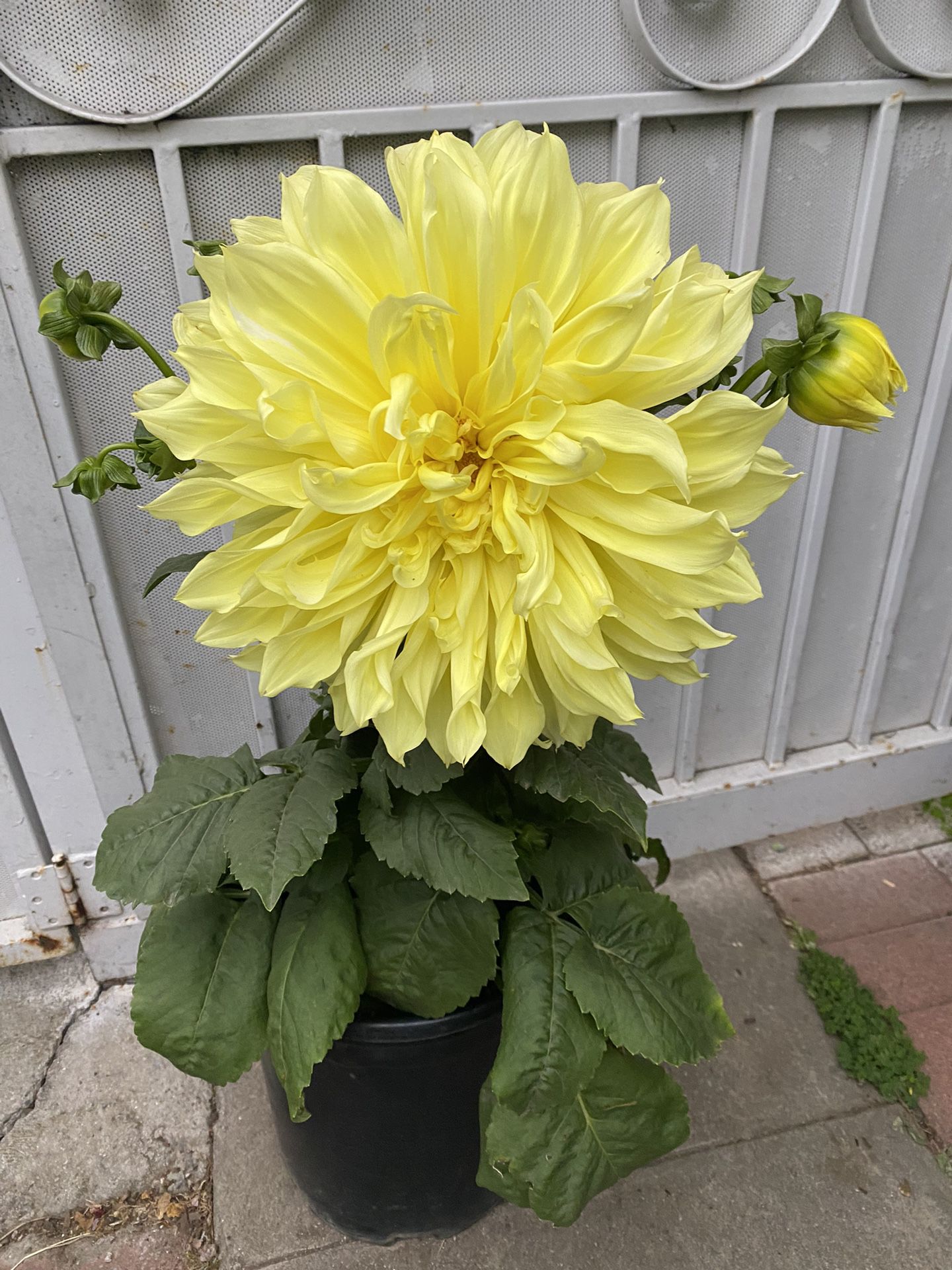 Dahlia Big Flowers Plant,  In 5 Gallons Pot Pick Up Only