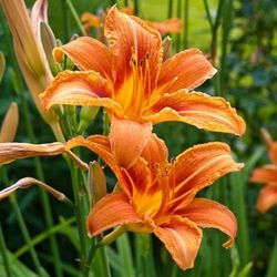 Orange Daylily Plants