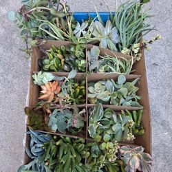  Succulents Assortment Box