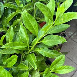 Insulina Plant