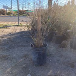 Plants 