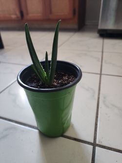Sabila