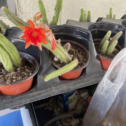 Cactus Cacahuate