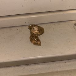 Leaf Ring Gold Plated With Italy Silver