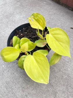 Neon Lime Lemon Philodendron starter plant