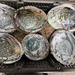 Abalone Shells 5-6 Inch