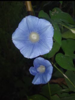 Blue vine plant seeds