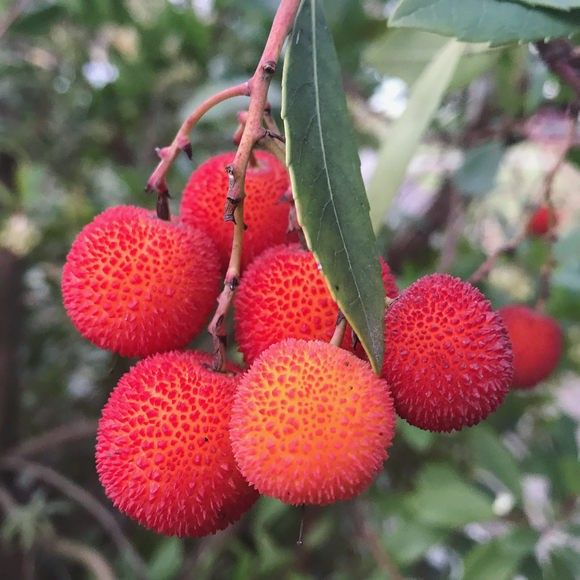 Strawberry Tree in container for Sale in Los Angeles, CA OfferUp