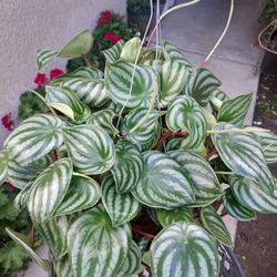 Large Peperomia Watermelon 🍉 Plant $35