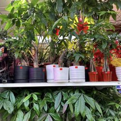 Money Trees Cây Kim Ngân Cây Tiền