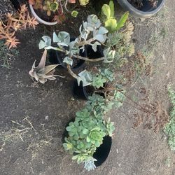 Succulent Plants