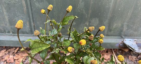 Electric daisy/toothache plant