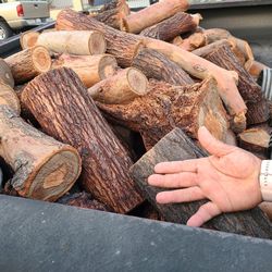 Eucalyptus  Rolls $40 All