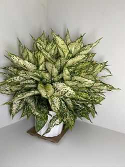 Chinese Evergreen