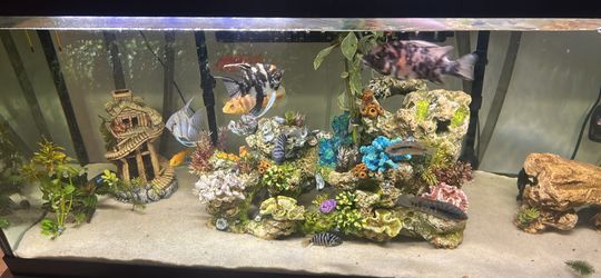 Fish Tank And More