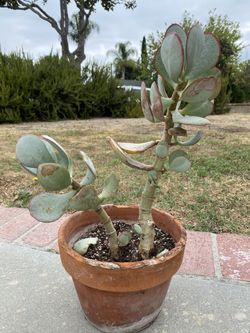 Succulent plant - Kalanchoe