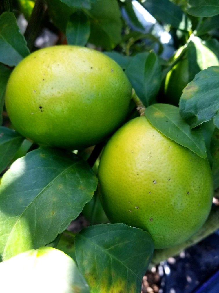 Grafted Citrus Trees • Accepting EBT/SNAP • Delivery & Install