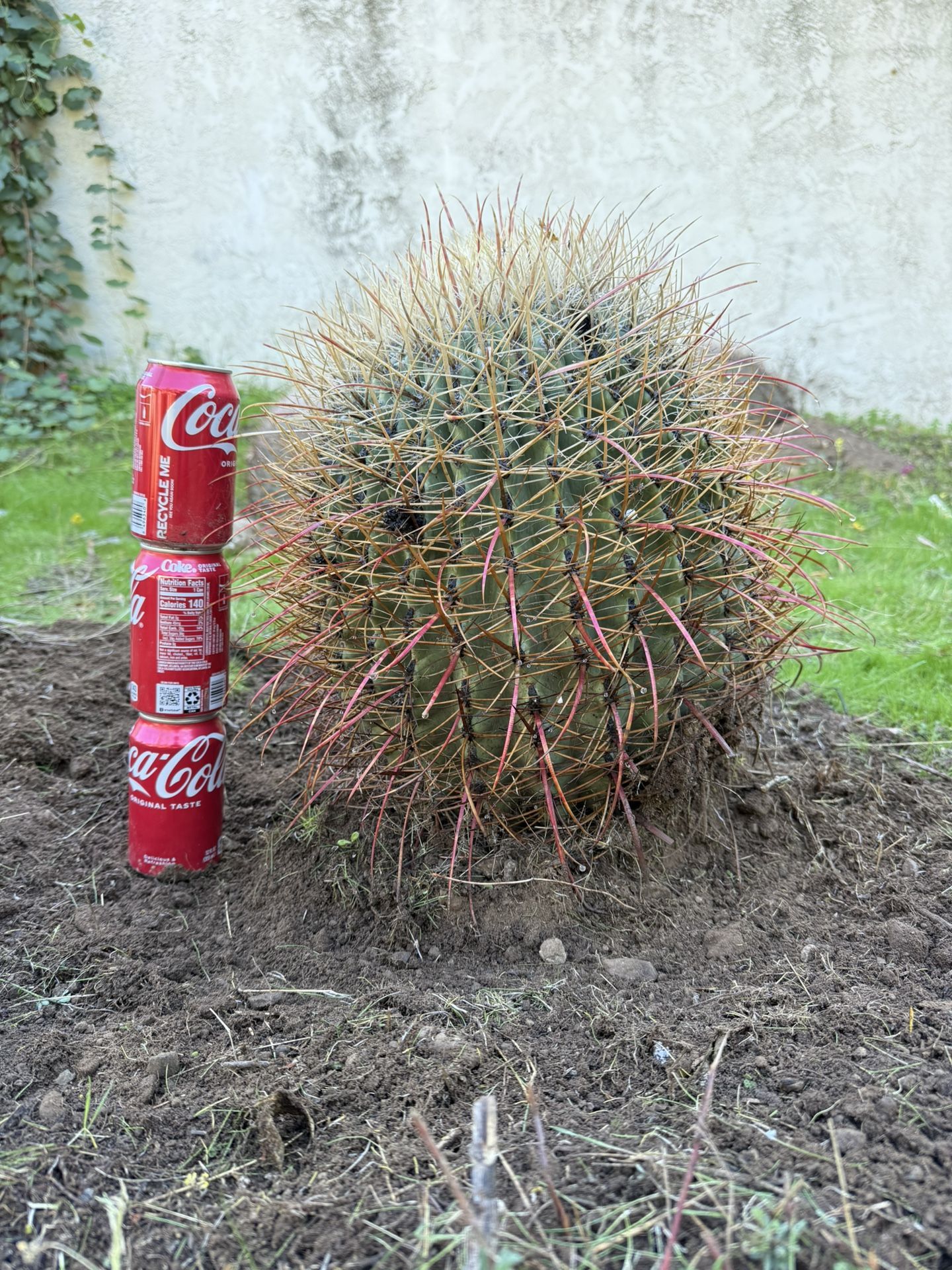18years old Rare 48cm Giant Pink Ferocactus  Supper long spike, Collector Grade