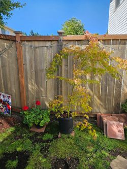 Maple tree