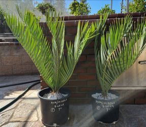 Cycads Dyer X Middleburg