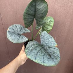 4” Alocasia Reginae